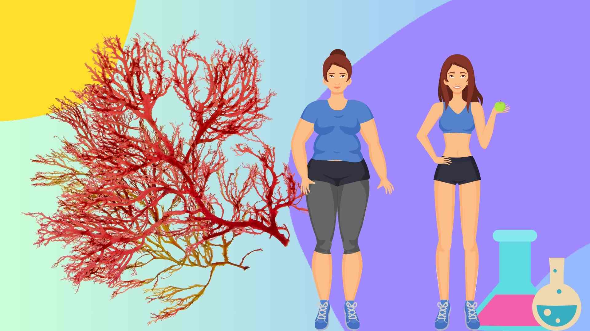 붉은 해초로 체중 감량하는 매우 효과적인 비법. 사진 그래픽: Thai Anh