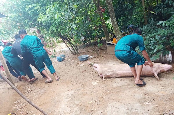 Les forces de l'ordre detruisent des porcs atteints d'epidemie de rage de porc africain. Photo : Phu Hoang