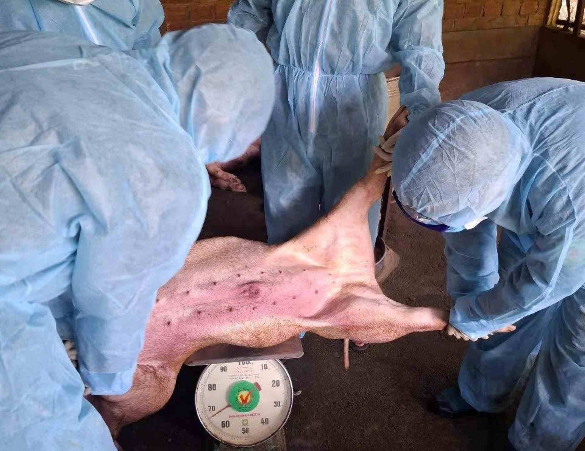 Da Nang implemento muchas medidas para restringir y sellar el colera de cerdos africanos. Foto: Nguyen Ngoc