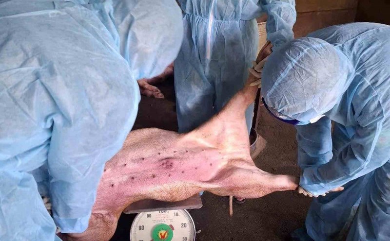 Da Nang has implemented many measures to limit and suppress African swine fever. Photo: Nguyen Ngoc