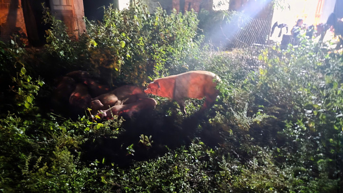 Les porcs jetes au bord du jardin de caoutchouc sont ramenes par les habitants pour etre eleves et ont maintenant ete emmenes pour etre detruits. Photo : Thanh Tuan