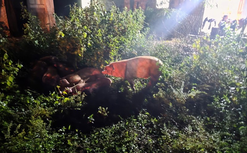 The herd of pigs dumped next to the rubber garden was brought back by the people to raise and has now been destroyed. Photo: Thanh Tuan