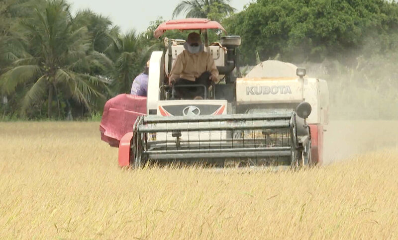 La production agricole de Vinh Long maintient sa croissance vers la durabilite. Photo : Hoang Loc