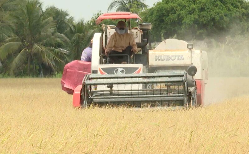 Vinh Long agricultural production maintains growth, towards sustainability. Photo: Hoang Loc