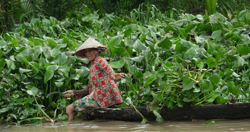 부레옥잠이 짜우탄현 운하 표면을 덮어 농부들의 이동과 벼 운송을 방해하고 있습니다. 사진: 호앙록