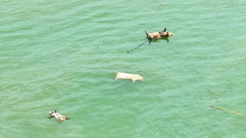 Phu Tho 省 Viet Tri 区を通過する Lo 川で漂流した豚の死骸は、深刻な汚染を引き起こし、病気の蔓延の危険性があります。写真: Anh Tam