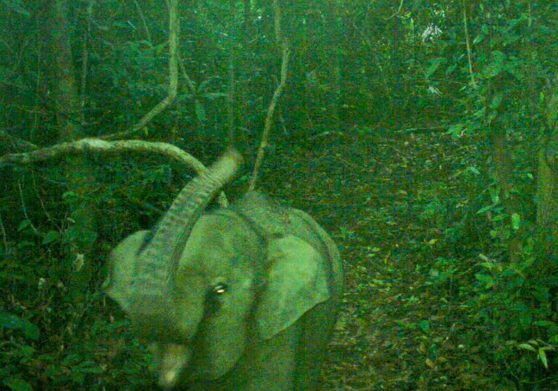 Photo traps record wild elephants in the wild, a big mark in conservation in Da Nang. Photo: DVCC
