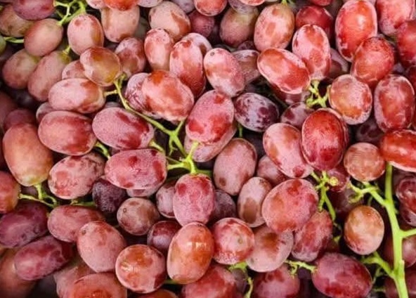 Grapes, especially red grapes and purple grapes, are said to have a positive effect in purifying the liver when eaten properly. Photo: Kieu Vu