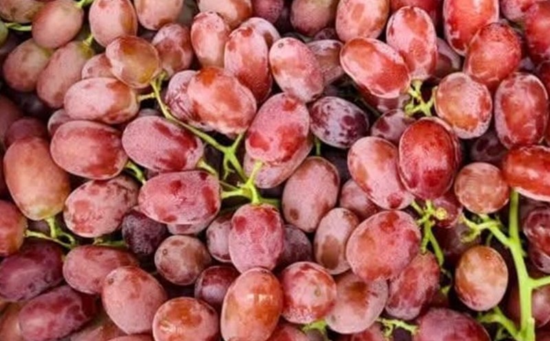 Grapes, especially red grapes and purple grapes, are said to have a positive effect in purifying the liver when eaten properly. Photo: Kieu Vu