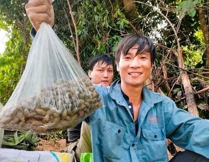 다낭 고지대 사람들은 숲으로 몰려들어 우이 씨앗을 사냥하고 엄청난 가격에 부리를 날립니다. 사진: Truong An