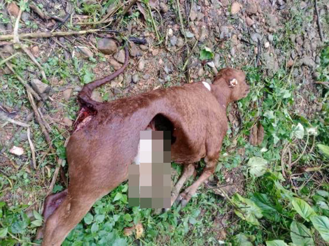 野生のオオカミは、ディエン・ビエン州のヌアンガム・コミューンで50の水牛と牛を殺しました。写真：Nuoc Ngam Communeが提供しました