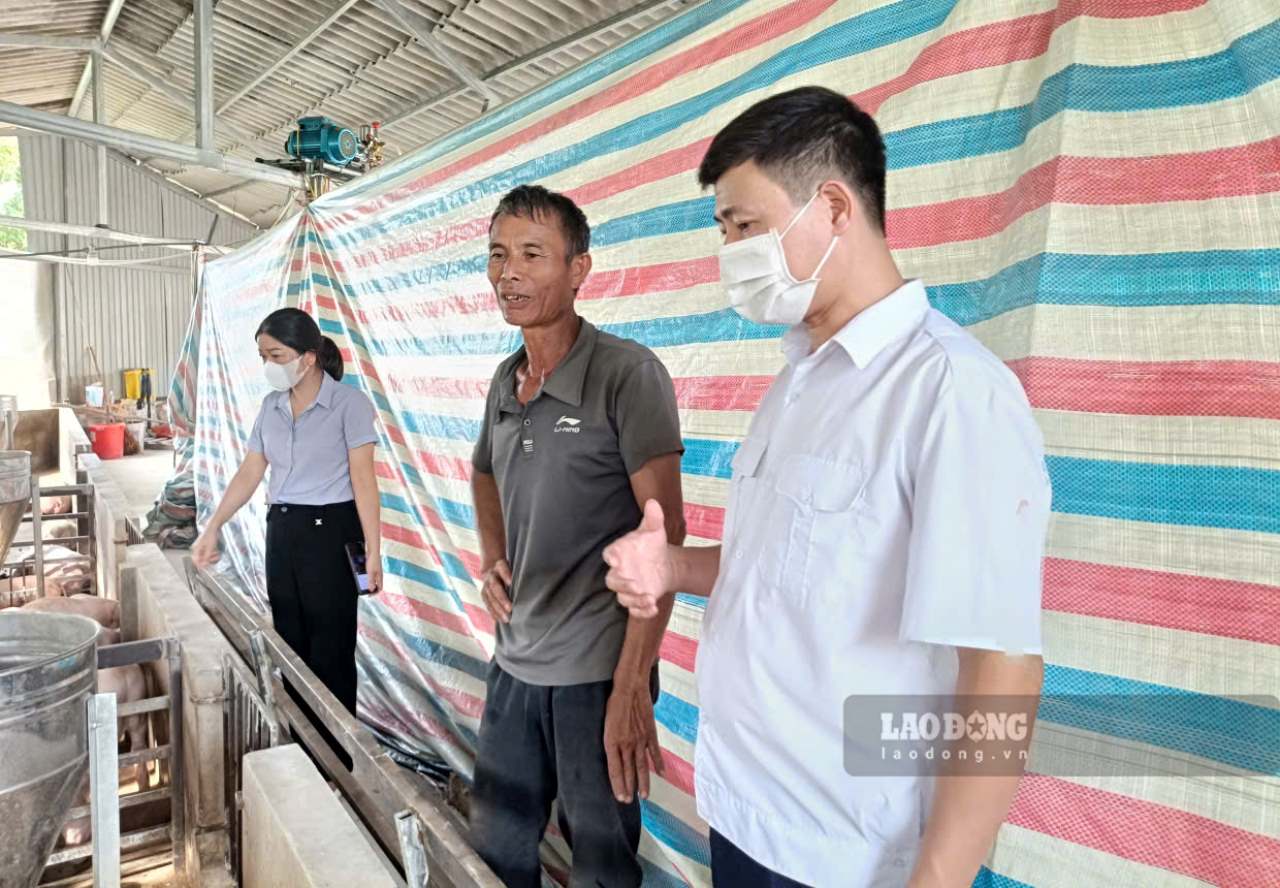 Trang trai chan nuoi cua gia dinh ong Giang (giua) co lon dang chet hang loat. Anh: Van Duc.