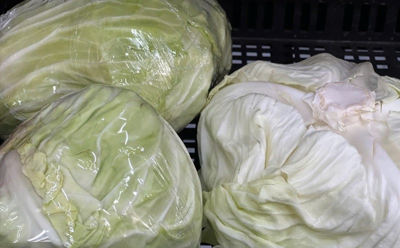 Cabbage is low in potassium, which helps improve kidney function. Photo: Quang Minh.