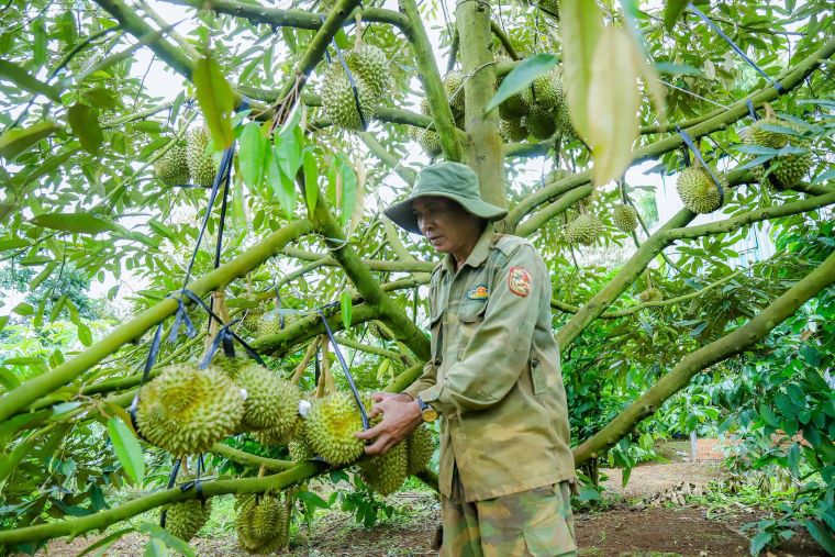 Mr. Y Mak Mlo's durian garden (Ea Tul commune, Dak Lak province) is about to be harvested. Photo: Cong Nam