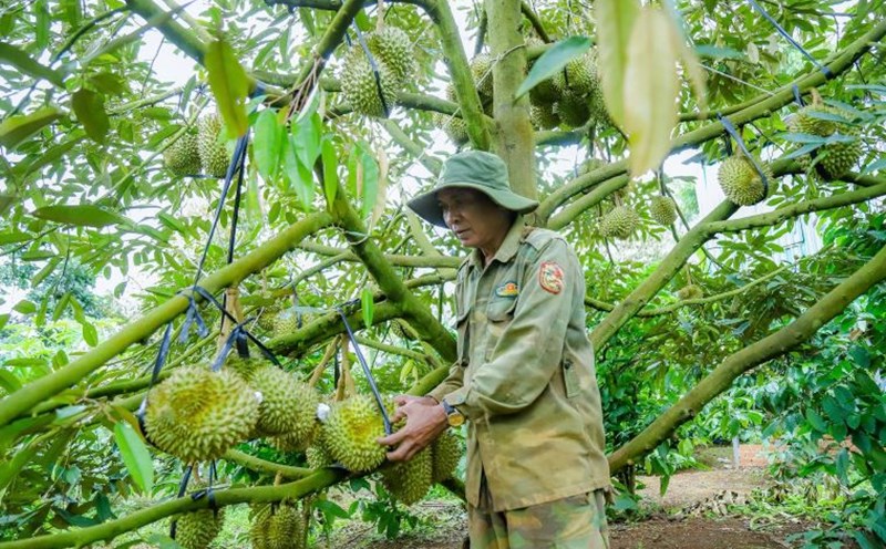 Mr. Y Mak Mlo's durian garden (Ea Tul commune, Dak Lak province) is about to be harvested. Photo: Cong Nam