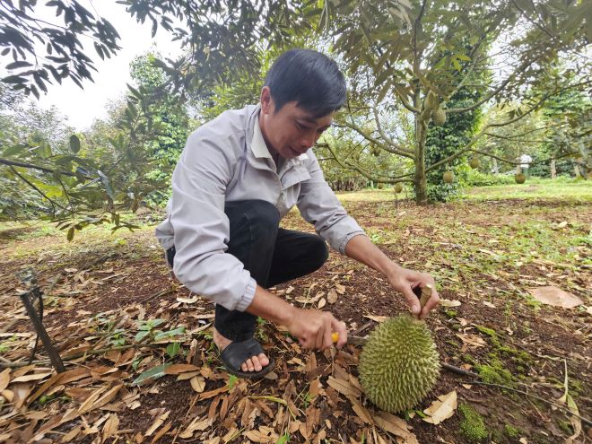 Thuong lai kiem tra rat ky chat luong sau rieng truoc khi mua. Anh: Thanh Quynh