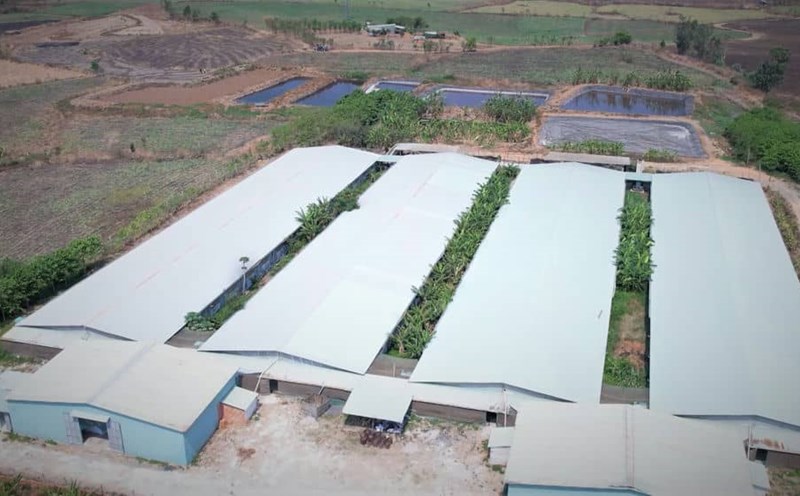 A large-scale pig farming project in Gia Lai. Photo: Thanh Tuan