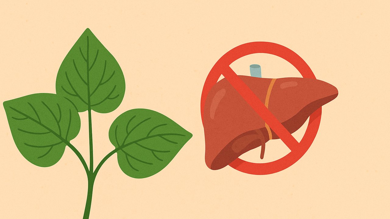 Lotus leaves used incorrectly can be harmful to the liver. Graphic photo: Thai Anh
