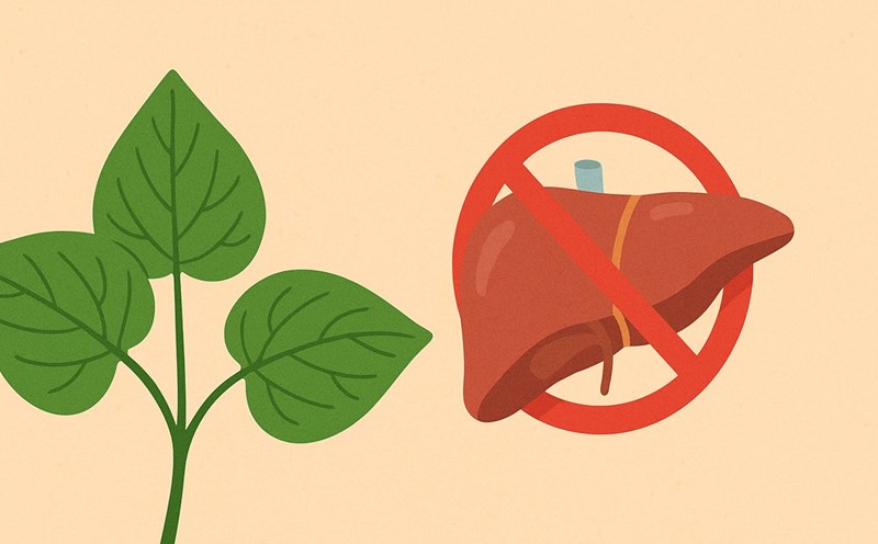 Lotus leaves used incorrectly can be harmful to the liver. Graphic photo: Thai Anh