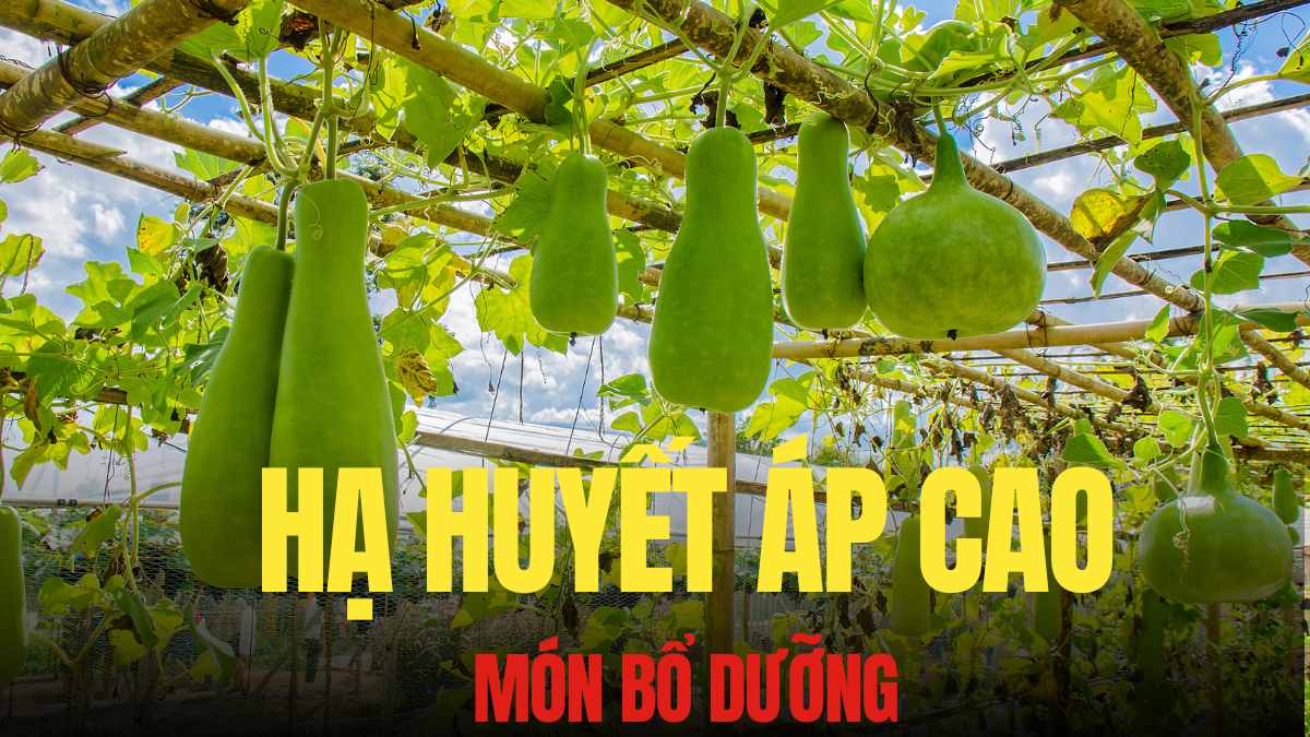 동아는 수분이 풍부하고 칼륨 칼슘이 풍부하며 특히 혈압 균형에 중요한 요소인 탄수화나트륨이 적고 고혈압을 낮추는 데 도움이 됩니다. 그래픽: Tra My