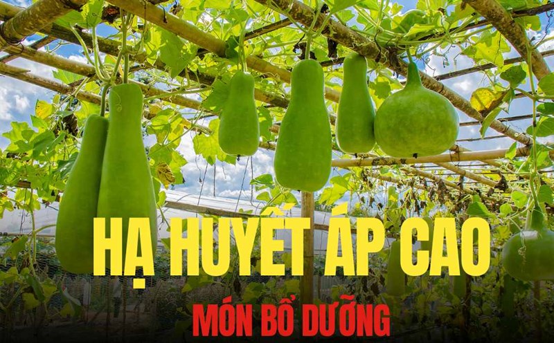 Squash contains a lot of water, potassium, calcium and is especially low in sodium, an important factor in balancing blood pressure, supporting high blood pressure. Graphics: Tra My