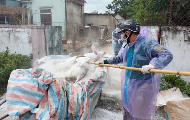 복잡한 아프리카 돼지 열병 하띤에서 예방 공전 발표. 사진: Quang Tuan.