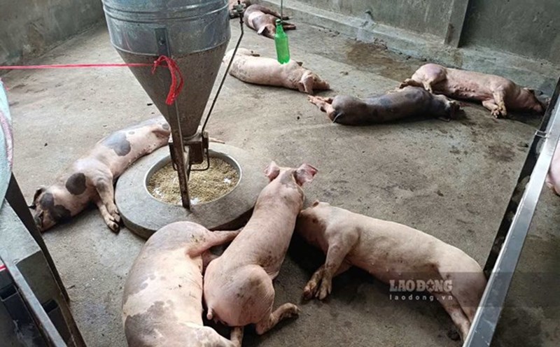 Not only Hung Yen, many other localities across the country have seen an outbreak of African swine fever. Photo: Van Duc