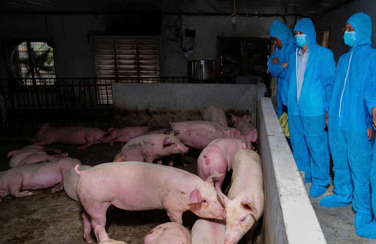 7월 초부터 닌빈성 지역의 아프리카 돼지 열병 상황이 상당히 복잡해졌습니다. 사진: 지에우 안