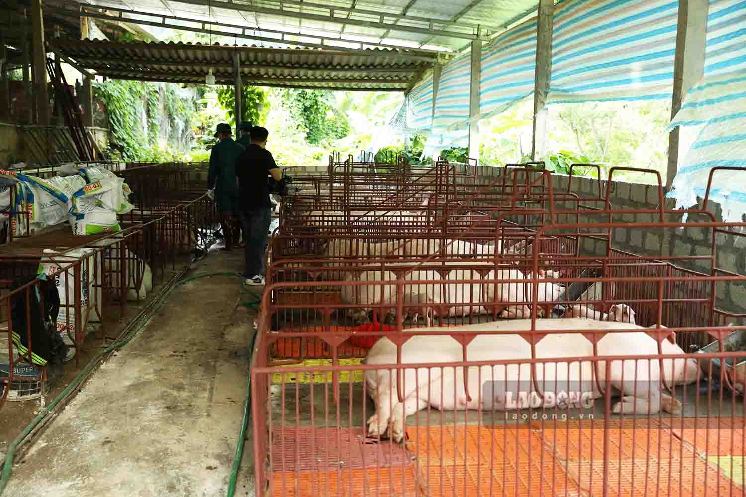 Truoc dien bien phuc tap cua dich ta lon chau Phi, UBND tinh Tuyen Quang da co nhung chi dao quyet liet phong chong dich benh. Anh: Viet Bac.