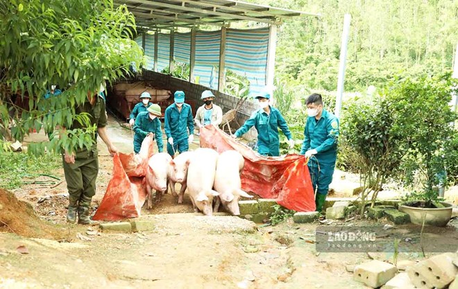 Gần nửa số xã ở Tuyên Quang công bố dịch tả lợn châu Phi