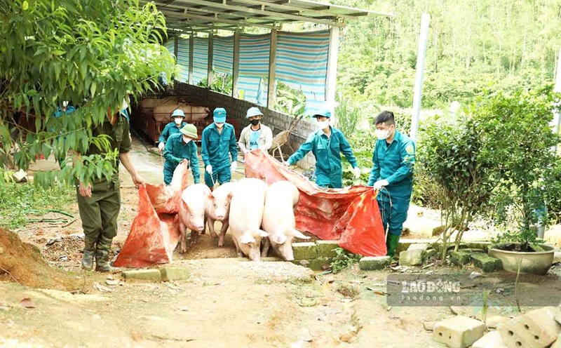 53/123 communes in Tuyen Quang have announced African swine fever. Photo: Viet Bac