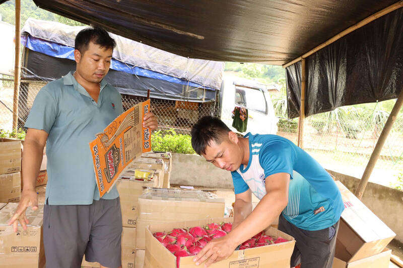 Nguoi dan xa Binh Thuan thu hoach thanh long ruot do vao chinh vu. Anh: Truong