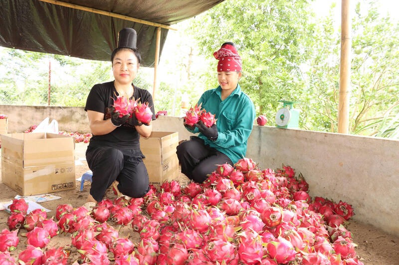 Lua chon thanh long de dong goi xuat ban cho thuong lai. Anh: Truong Son