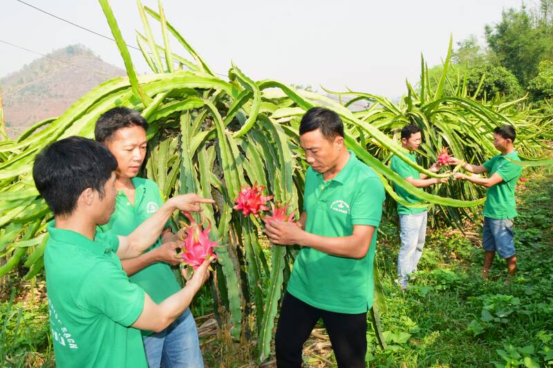 Members of An Phu Agricultural Cooperative, Chieng An Ward shared their experiences in planting and caring for red-fleshed dragon fruit. Photo: Truong Son
