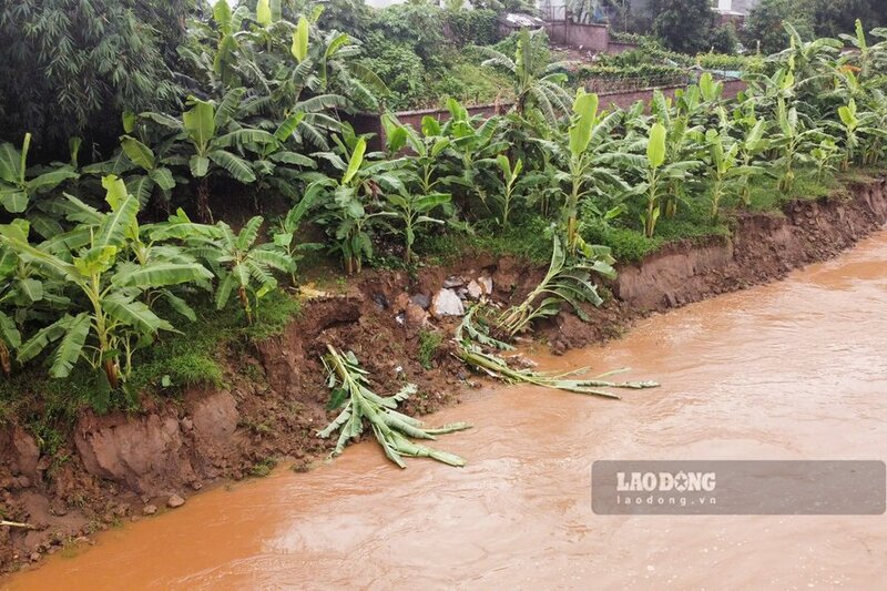 Doan de ta song Thao (song Hong) qua dia ban xa Lam Thao, tinh Phu Tho dang xay ra tinh trang sat lo. Anh: To Cong.
