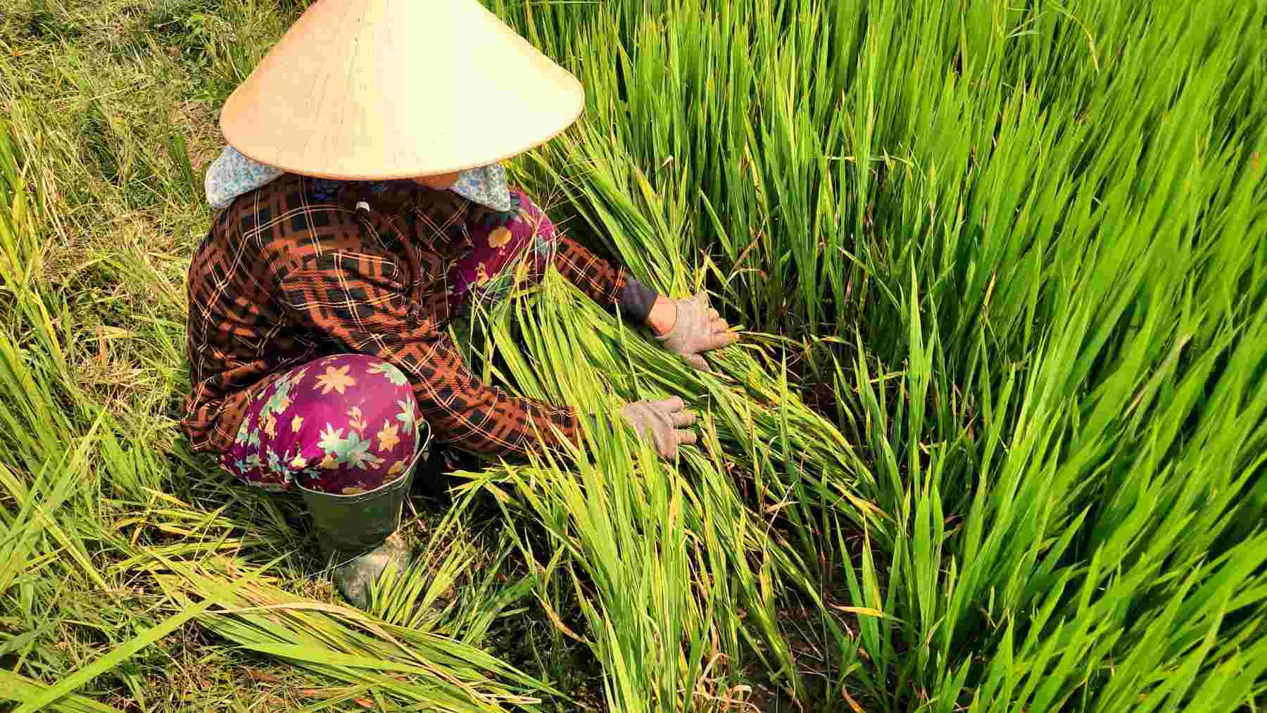 L'intrusion de sable dans les rizieres en raison du manque d'eau douce inquiete les agriculteurs de Da Nang qui craignent de perdre toute la recolte. Photo : Truong An