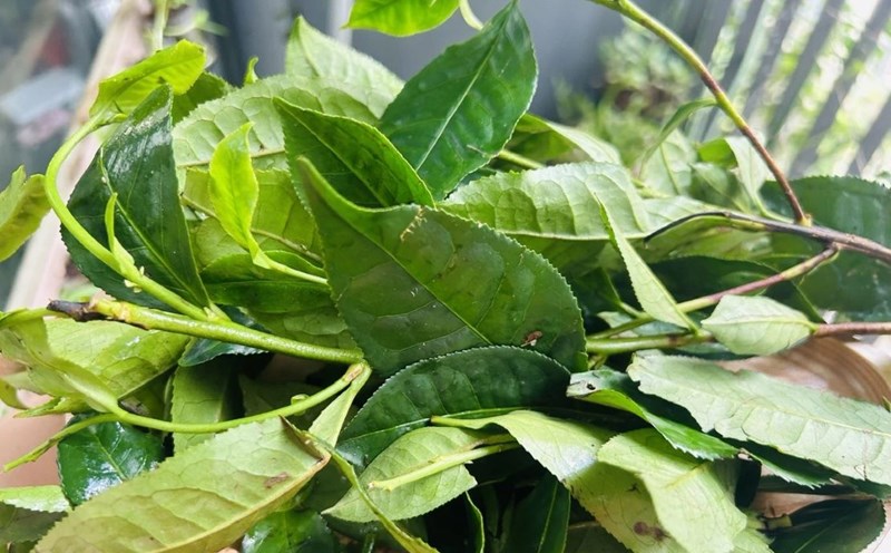 Green tea leaves used as daily drinking water are antioxidant and protect the lungs. Photo: Tran Lam