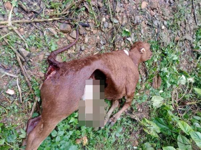 Le betail attaque dans la commune de Nua Ngam a Dien Bien soupçonne d'etre un loup sauvage. Photo fournie par la commune de Nua Ngam.