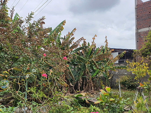 Vicoハイフォン工場からの被害により、洗濯粉工場周辺の木々が焦げ付いた。写真:マイ・チー