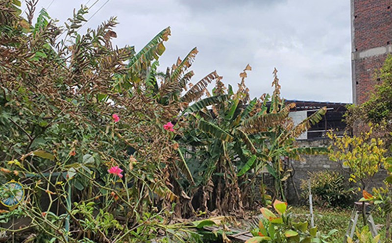 Trees around the washing flour factory were burned to the ground by the monk of Vico Hai Phong factory. Photo: Mai Chi