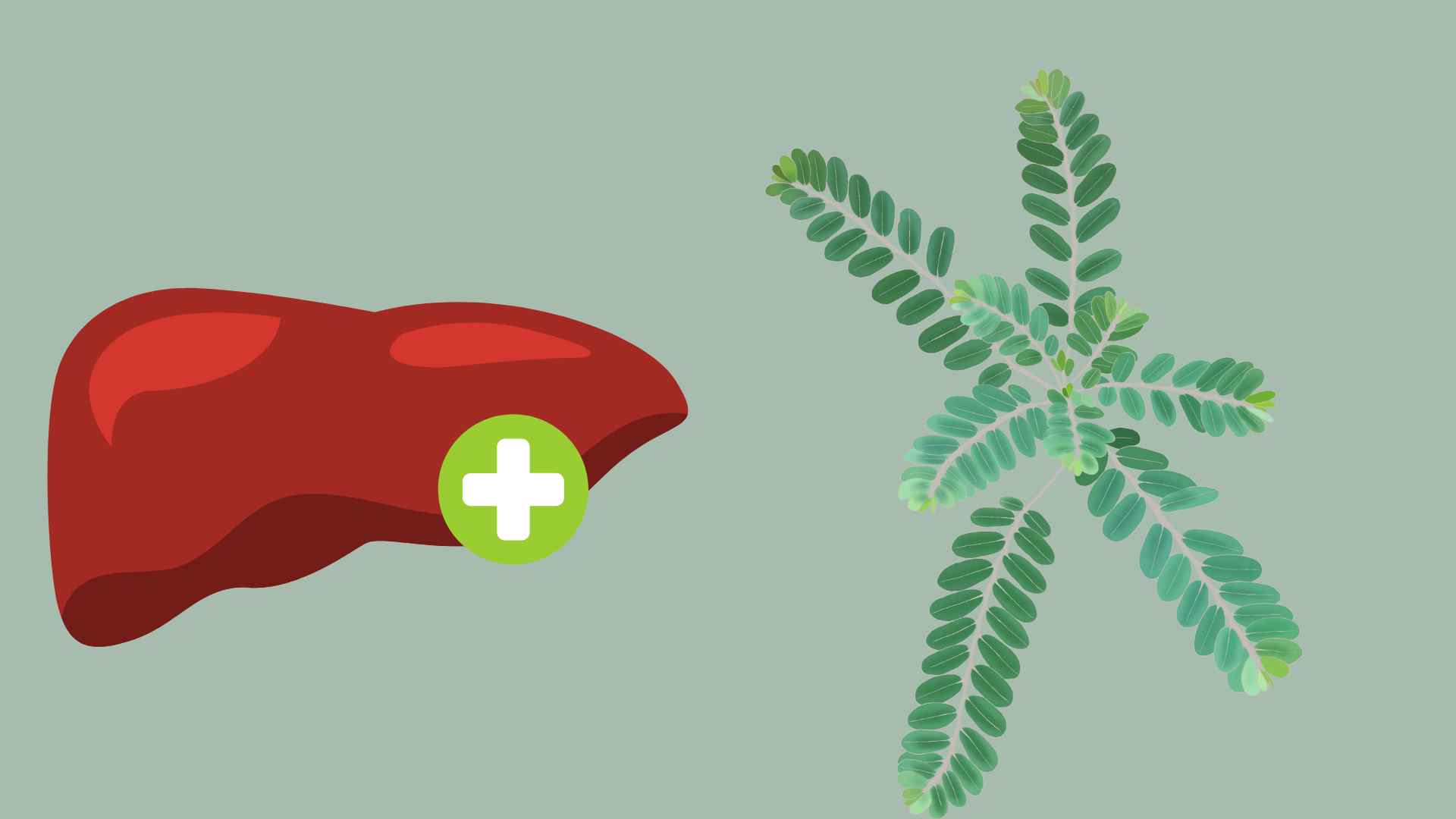 Dog leaves have the ability to support liver lowering thanks to their anti-inflammatory and powerful detoxification properties. Graphic photo: Thai Anh