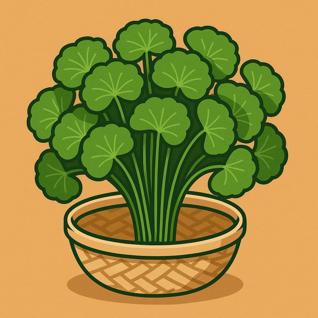 Gotu kola helps detoxify the liver effectively. Graphic photo: Hoang Loc