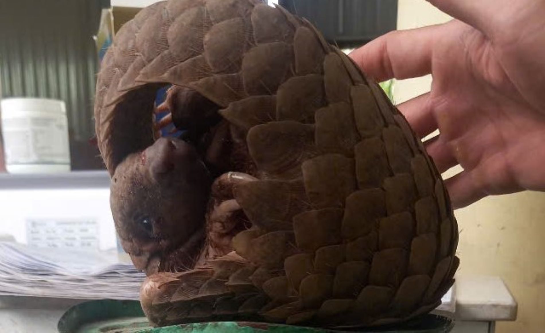 人々が発見した希少な麻生類の個体。写真:H.Nguyen