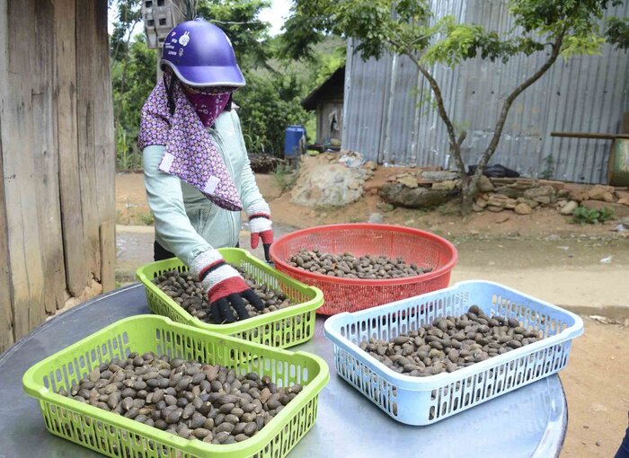꽝응아이의 하늘을 나는 우이 열매는 kg당 최대 500 000 VND의 기록적인 높은 가격에 판매됩니다. 사진: Vien Nguyen