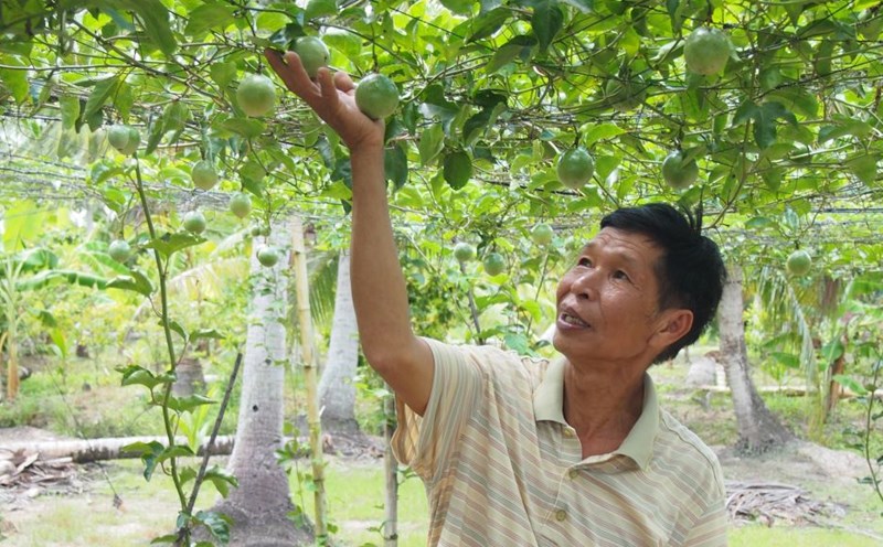 Mr. Nguyen Huu Cong next to his family's sweet climbing lemon garden. Photo: Phuong Anh