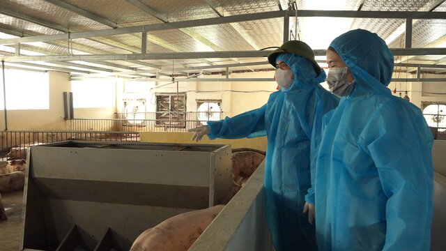 African swine fever outbreak in Viet Yen commune, Hung Yen province. Photo: Viet Yen Commune