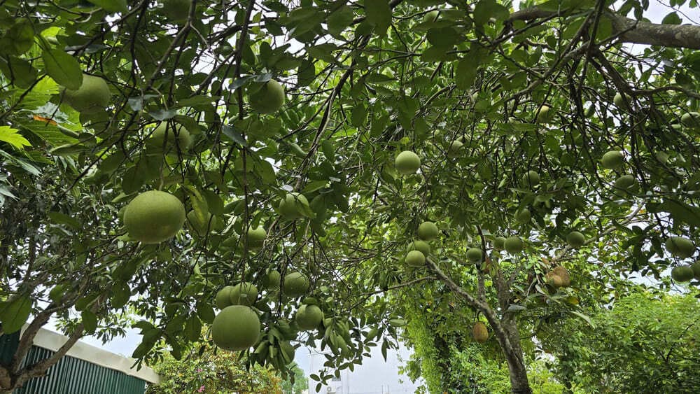 올바른 관리는 자몽 나무가 항상 열매를 맺도록 돕습니다. 사진: 뚜언 닷