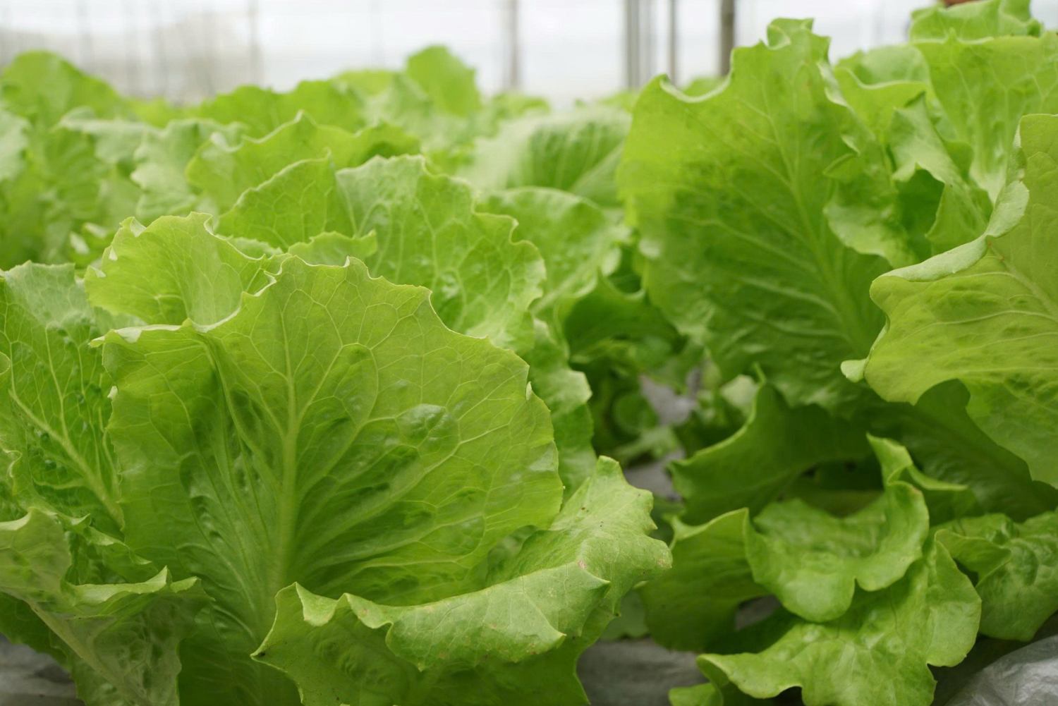 Eating leafy greens helps reduce fat. Photo: Thanh Thanh