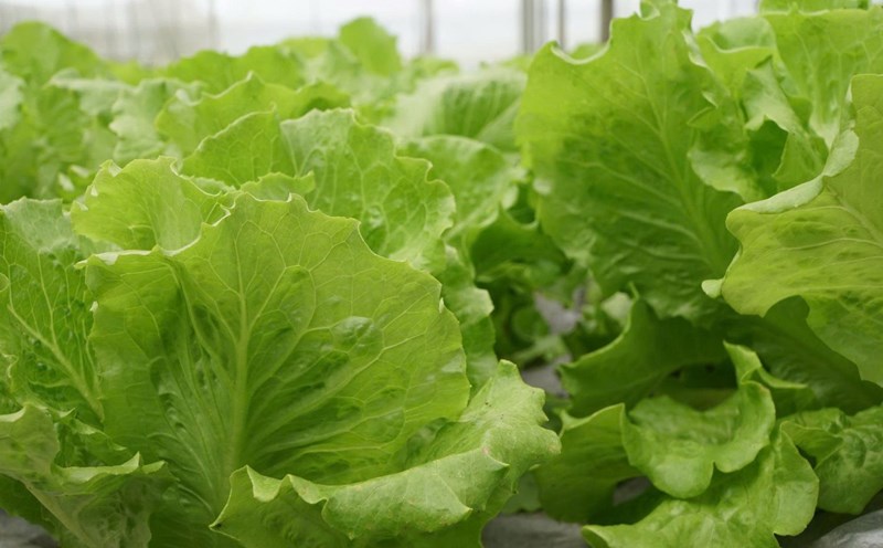 Eating leafy greens helps reduce fat. Photo: Thanh Thanh