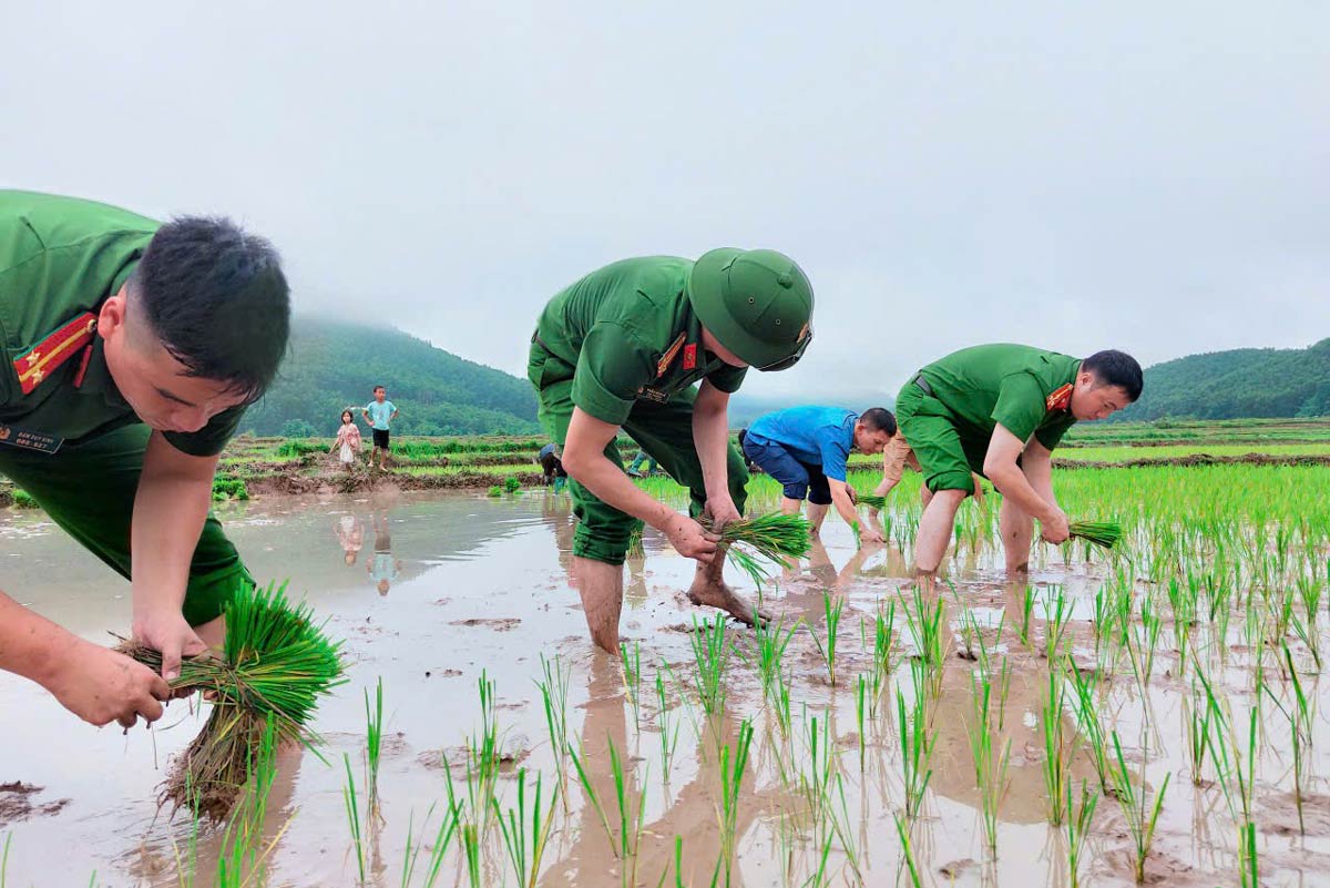 La police de Ky Thuong Commun, province de Quang Ninh aide les gens a transplanter le riz. Photo: Doan Hung